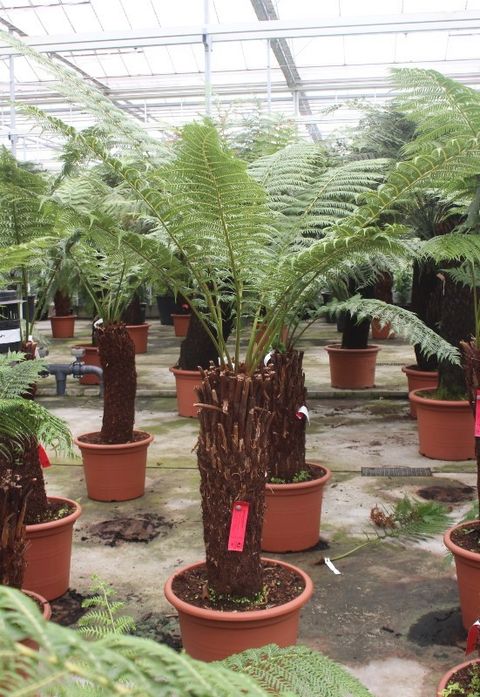 Dicksonia antarctica