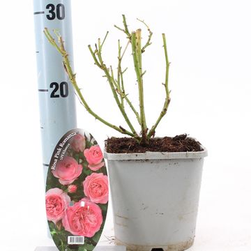 Rosa PINK ROMANZA