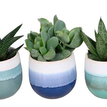 χυμώδη φυτά MIX