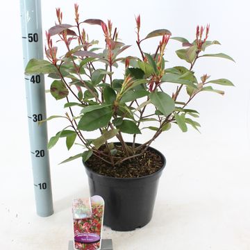 Photinia x fraseri 'Red Robin'