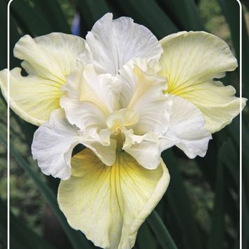 Iris sibirica ''Yellow Tail'