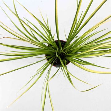 Acorus gramineus 'Ogon'