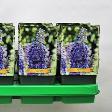 Delphinium 'Magic Fountains Dark Blue'
