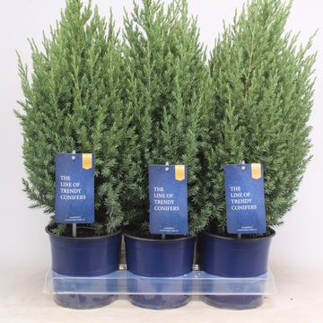 Juniperus chinensis 'Stricta'