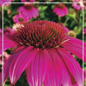 Echinacea purpurea POWWOW WILD BERRY