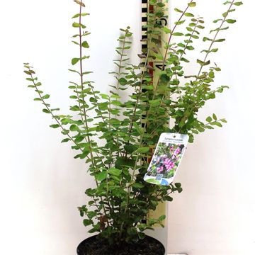 Symphoricarpos x doorenbosii 'Magic Berry'