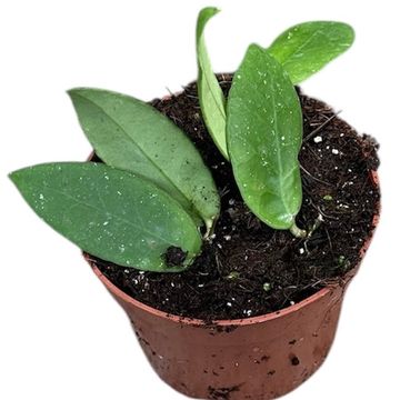 Hoya scortechinii 'White'