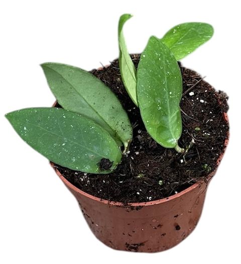 Hoya scortechinii 'White'