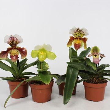 Paphiopedilum MIX