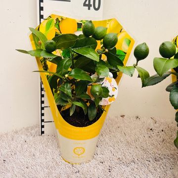 Citrus x meyeri 'Meyer'