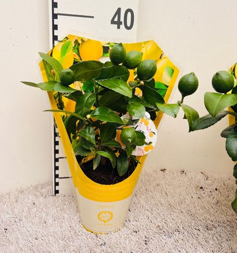 Citrus x meyeri 'Meyer'