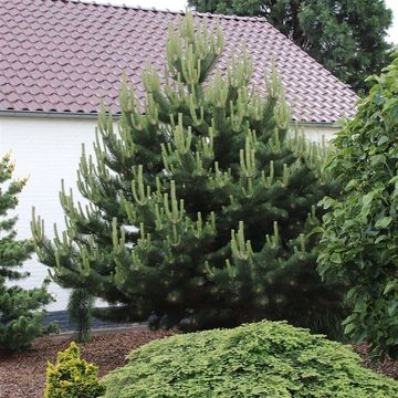 Pinus nigra 'Oregon Green'