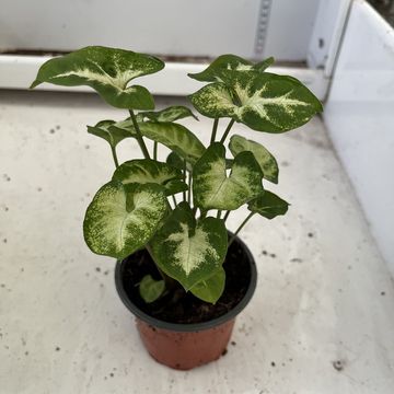 Syngonium 'White Butterfly'