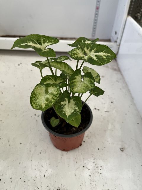 Syngonium 'White Butterfly'