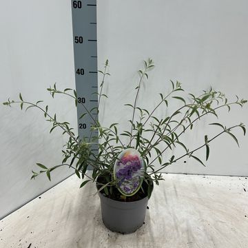 Buddleja davidii 'Nanho Blue'