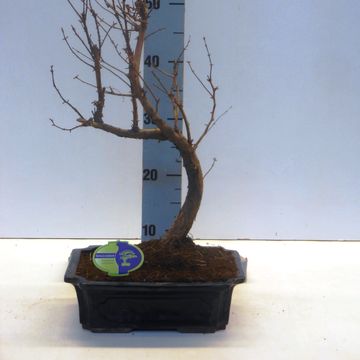 Metasequoia glyptostroboides