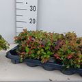 Гаултерия procumbens
