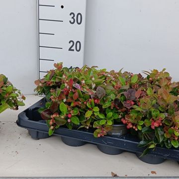 Gaultheria procumbens