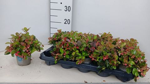 Gaultheria procumbens