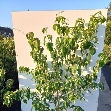 Cornus kousa 'Schmetterling'