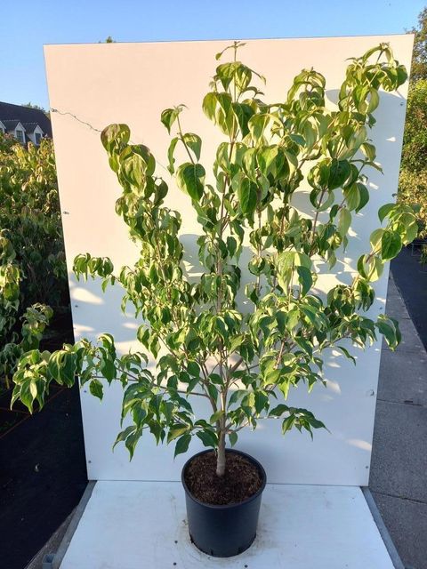 Cornus kousa 'Schmetterling'
