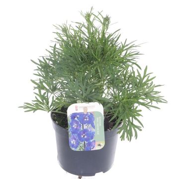 Дельфиниум grandiflorum 'Delfix Blue'