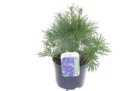 Delphinium grandiflorum 'Delfix Blue'