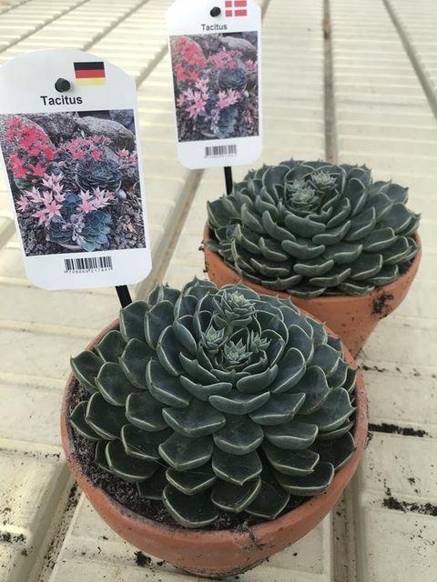 Graptopetalum bellum