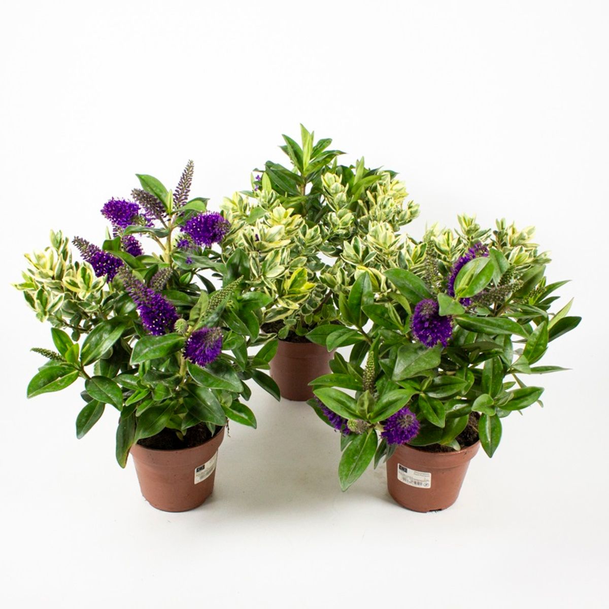 Hebe 'Addenda' Plant - 17cm Pot - Mixed main image 1