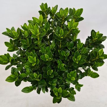 Rhododendron EISPRINZESSIN (AJ)