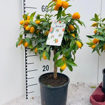 Citrus margarita 'Nagami'