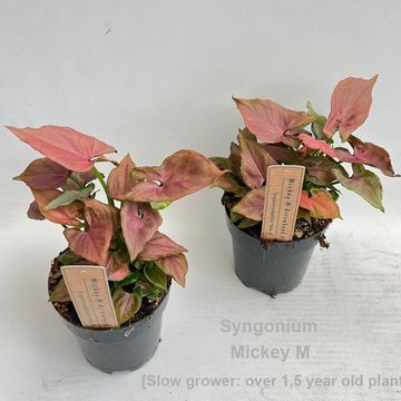 Syngonium 'Mickey M'