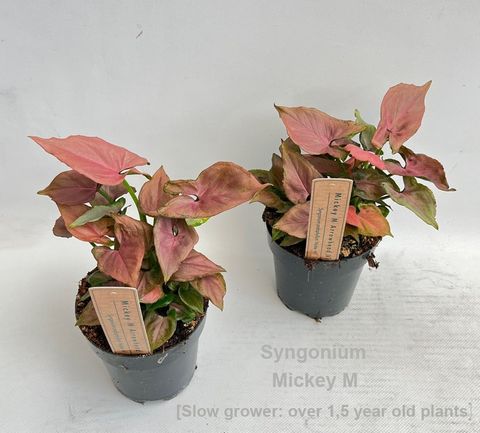 Syngonium 'Mickey M'