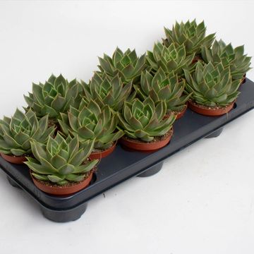Echeveria agavoides