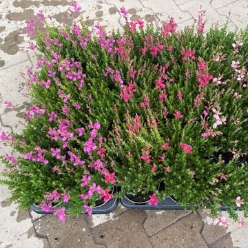 Daboecia cantabrica IRISH PRINCESS MIX