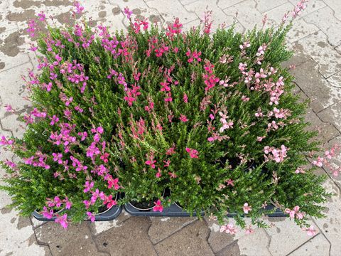 Daboecia cantabrica IRISH PRINCESS MIX
