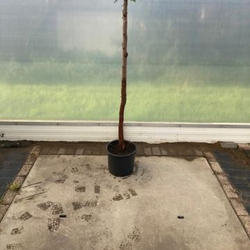Thuja occidentalis 'Brabant'