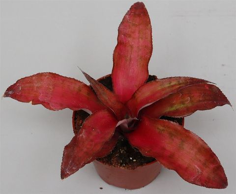 Cryptanthus bivittatus 'Strawberry Flambee'