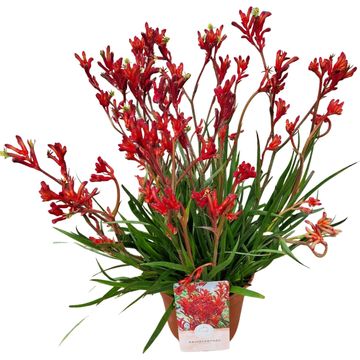 Anigozanthos 'Red Inferno'