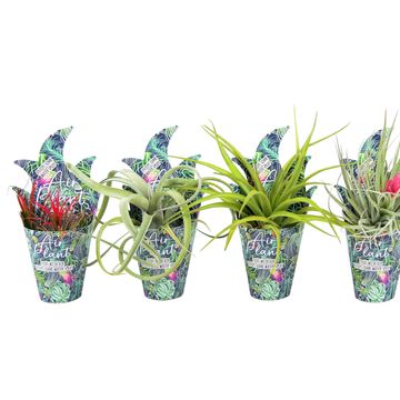 Tillandsia MIX