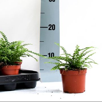 Nephrolepis cordifolia 'Duffii'