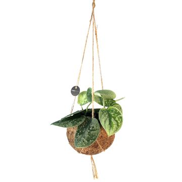 Scindapsus pictus 'Silvery Ann'