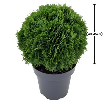 Thuja occidentalis 'Danica'