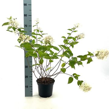 Hydrangea paniculata 'Grandiflora'