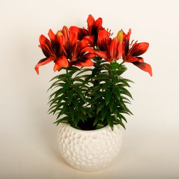 Lilium 'Tiny Shadow'