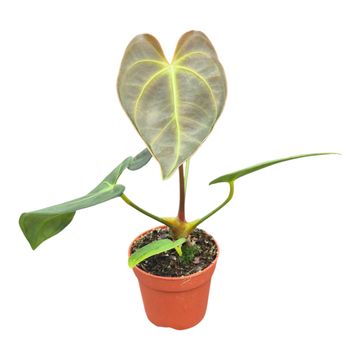 Anthurium Dark Phoenix x Papillilaminum