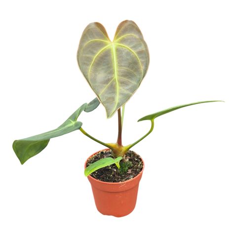 Anthurium Dark Phoenix x Papillilaminum