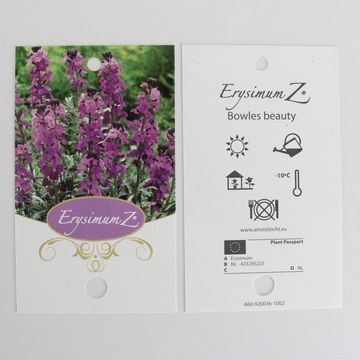 Erysimum linifolium SUPER BOWL MAUVE