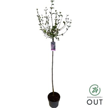 Syringa meyeri 'Palibin'