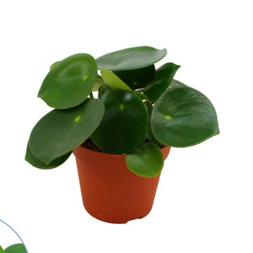 Peperomia polybotrya 'Raindrop'